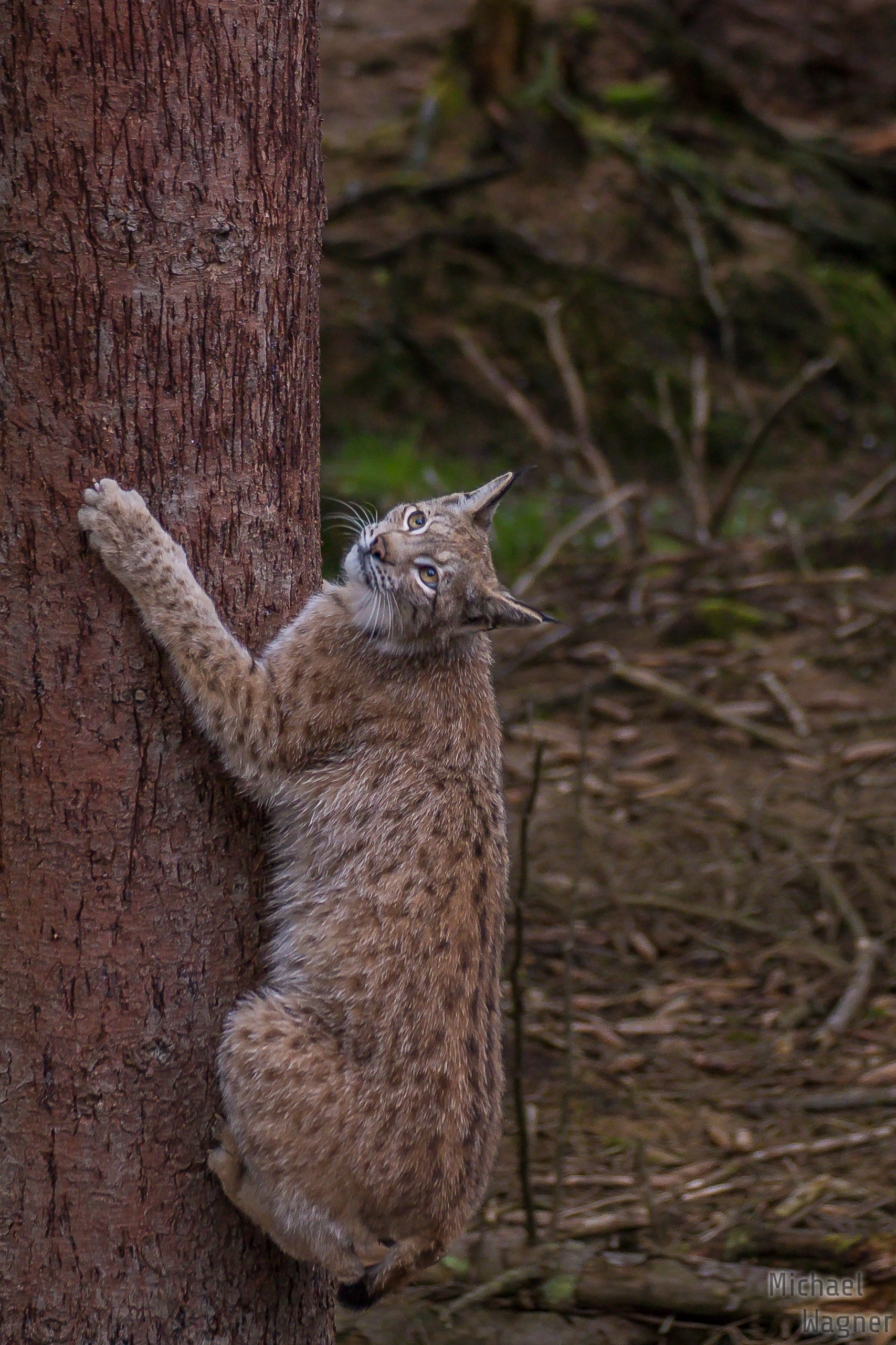 Am Baum kletternder Luchs