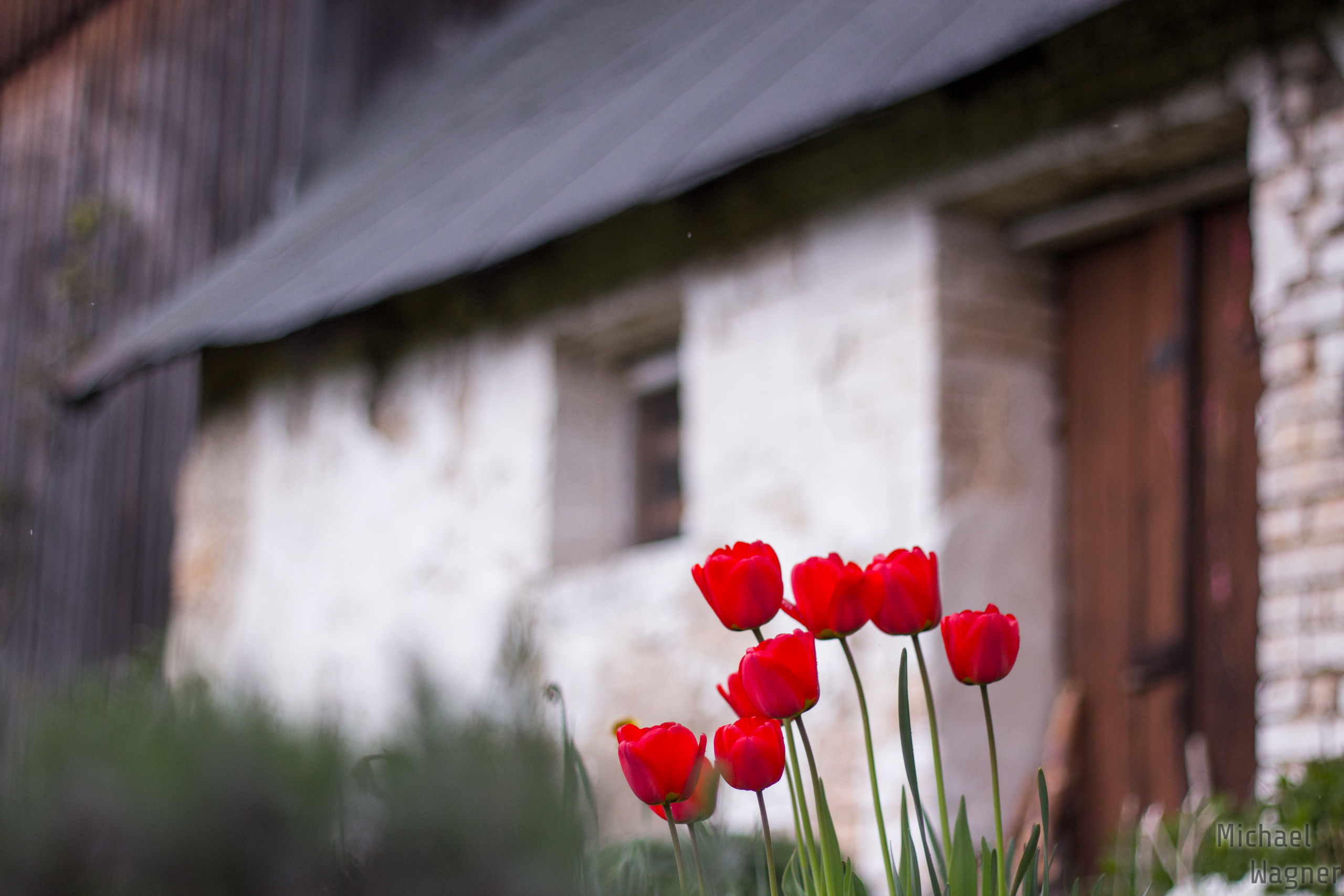 Tulpen vor der Mähring